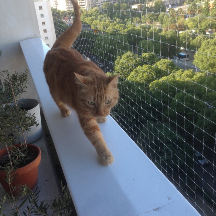 Comment installer un filet sur le balcon pour le chat ?